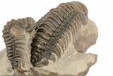 Two Crotalocephalina Trilobites - Atchana, Morocco #190624-4